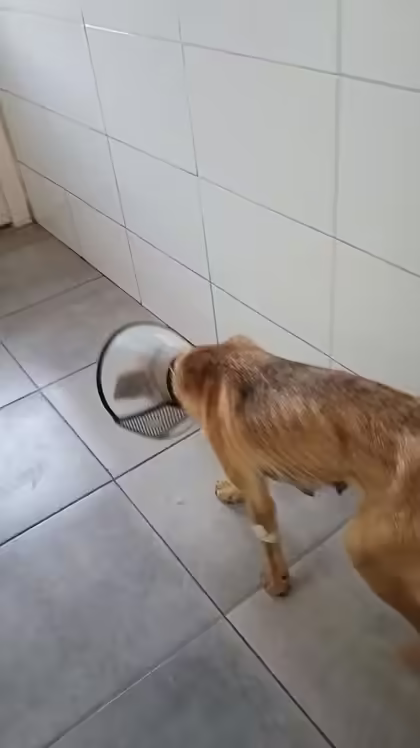 A dog walking the day after surgery