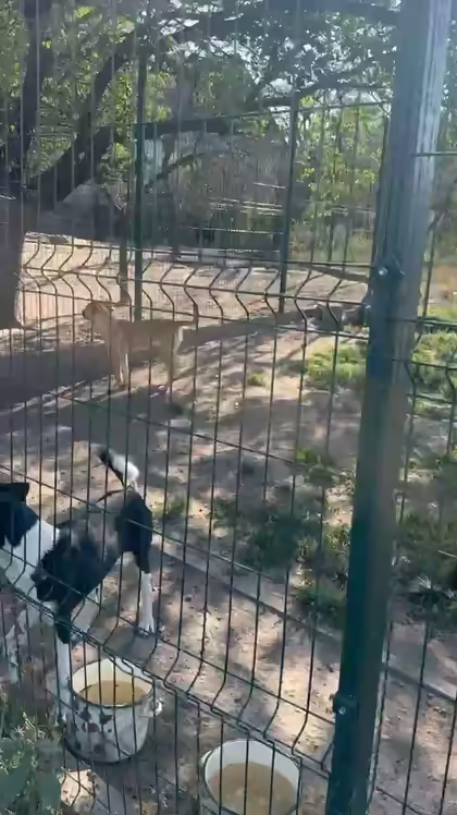 Dogs in a large enclosure