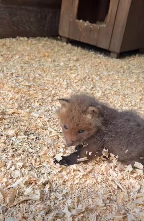 Fox cub exploring a recovery enclosure with sawdust bedding