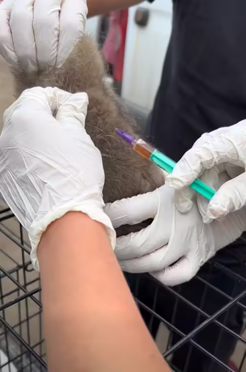 Fox cub receiving a vaccination from a veterinarian
