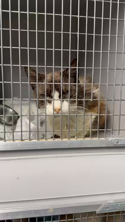The cattery