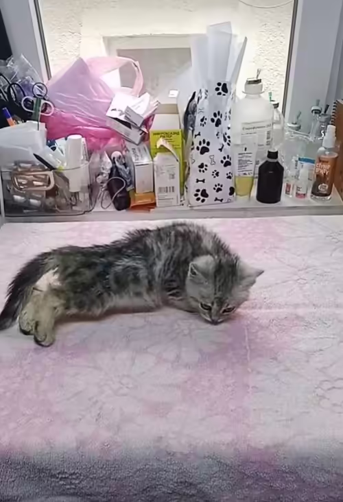 Rescued tabby cat lying on a blanket waiting for examination