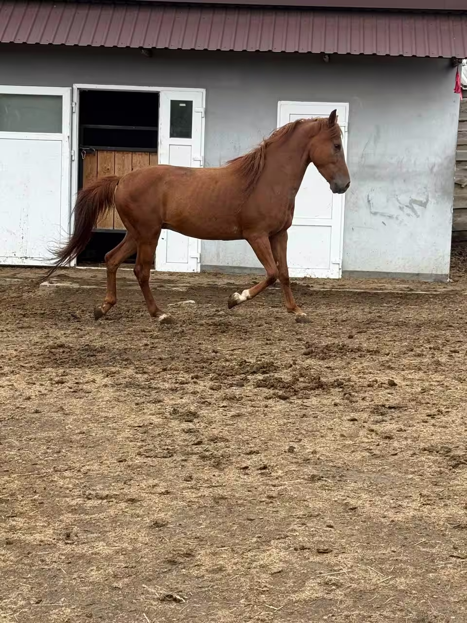 Rescued chestnut horse standing in a shelter paddock