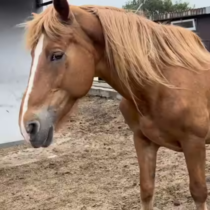 A horse at the shelter