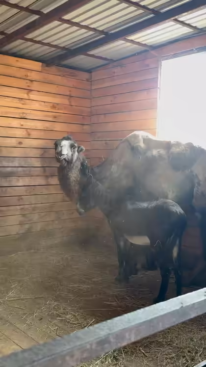 A horse in a covered pen