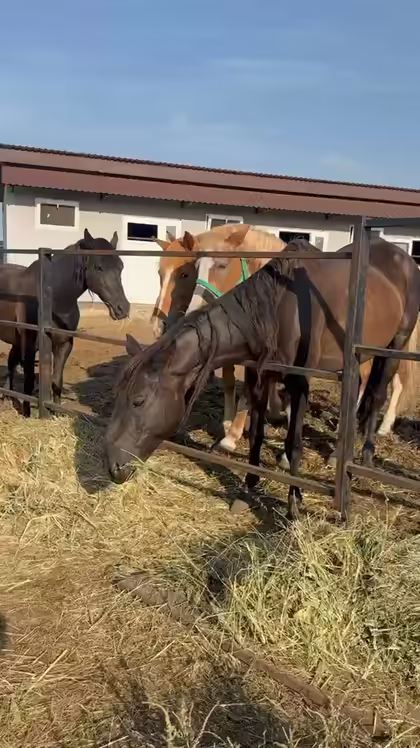 Hay for rescued horses
