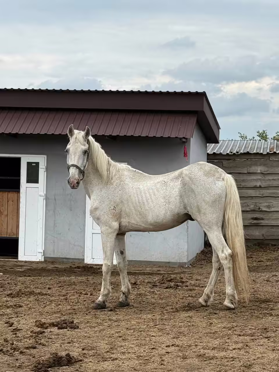 Rescued white horse standing beside a stable building at a partner shelter