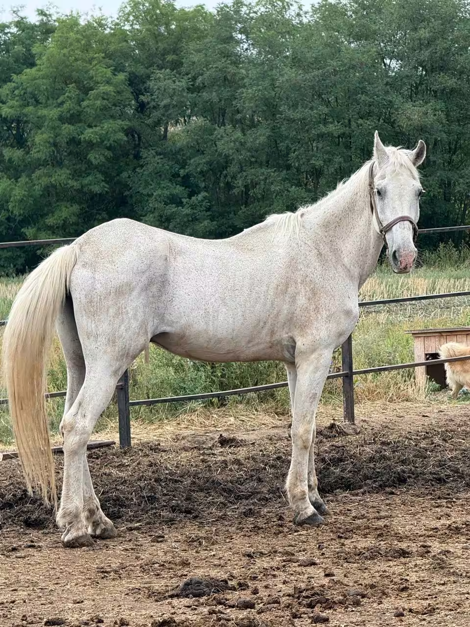 Rescued white horse standing in a paddock at a partner shelter